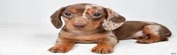 Miniature Dachshund dogs for sale: Maple - Ad 8