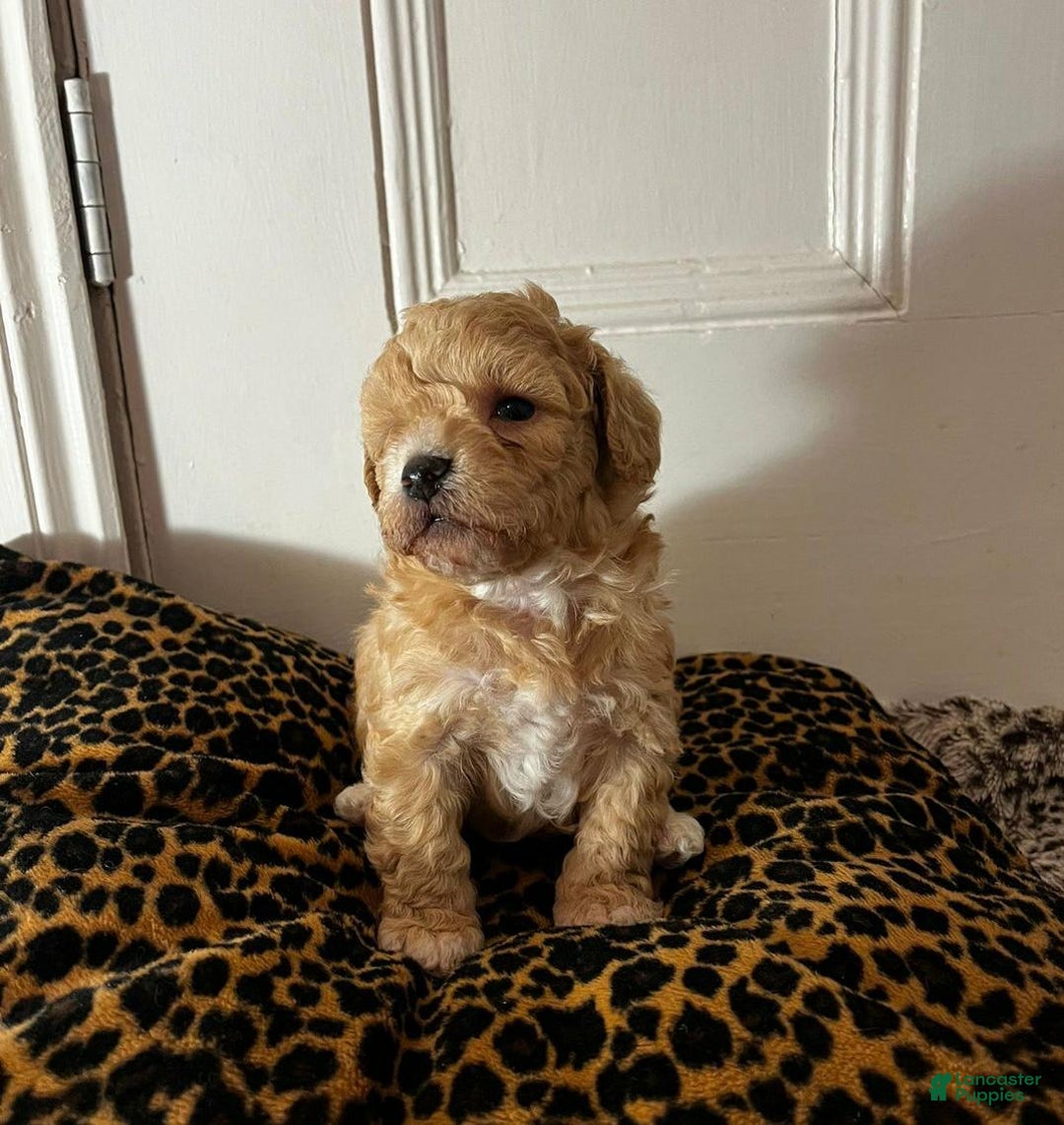 Maltipoo dogs for sale: Sara - Ad 4