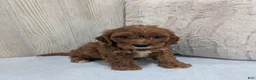 Cavapoo dogs for sale: Alex - Ad 3
