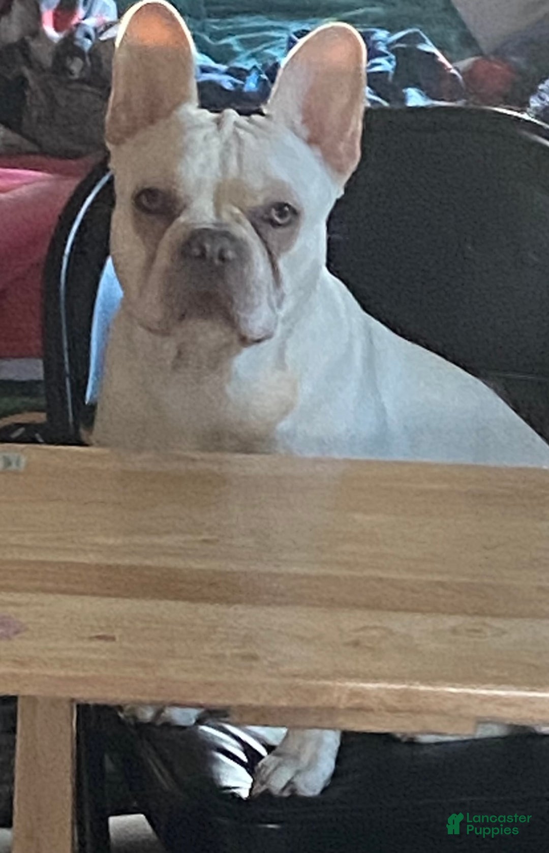 French Bulldog dogs for sale: French Bulldog Puppy 1 - Ad 3