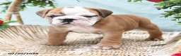 English Bulldog dogs for sale: Tessie - Ad 3