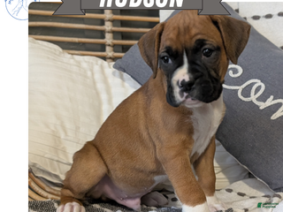 Boxer dogs Hudson - Ad 12