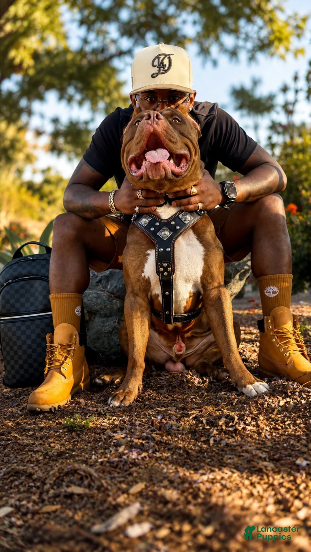 American Pit Bull Terrier dogs for stud: Juice - Ad 2
