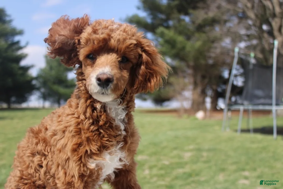 Miniature Poodle dogs for sale: Teddy - House and Crate Trained - Ad 2