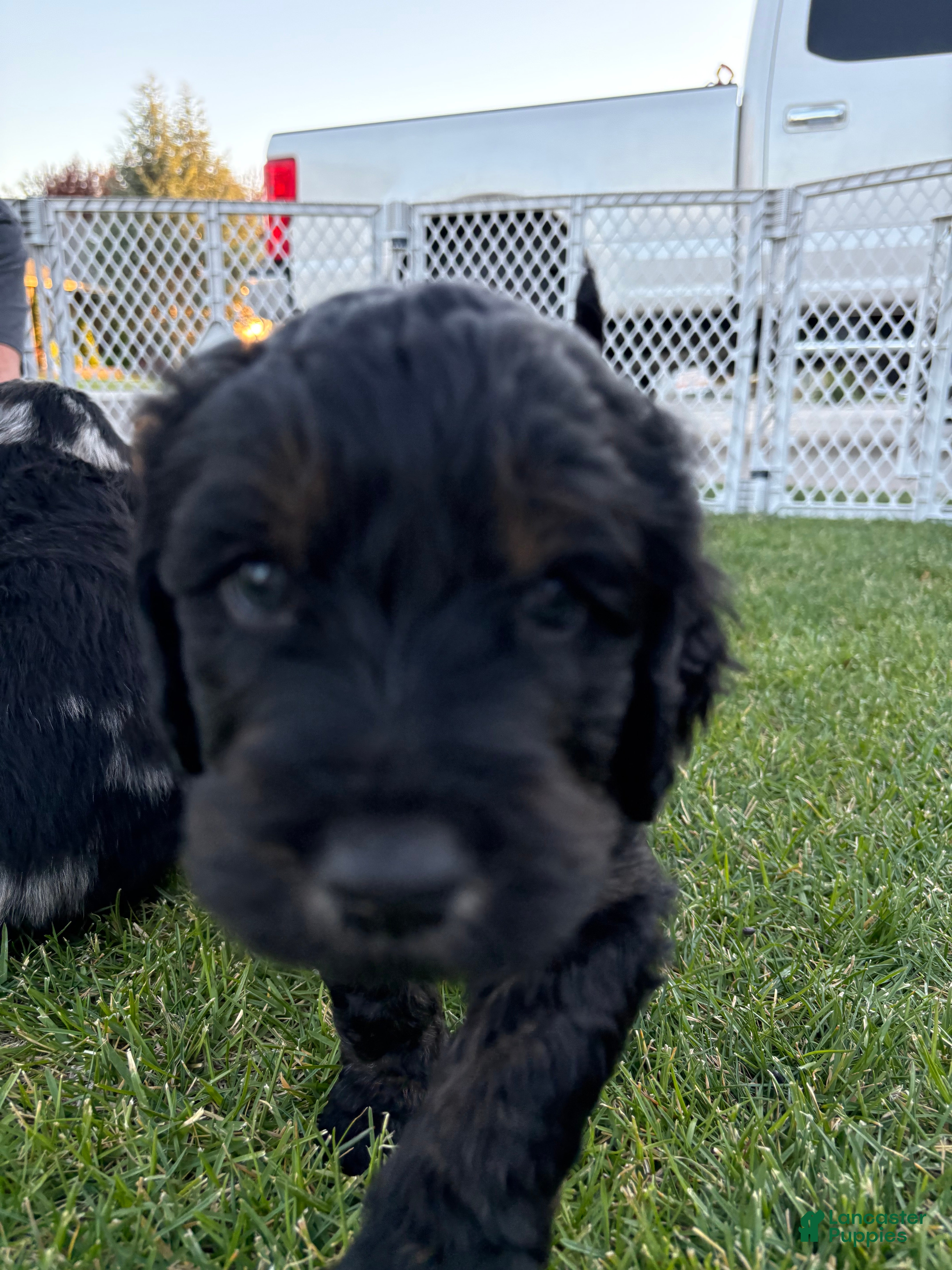 Goldendoodle dogs Jet - Ad 2