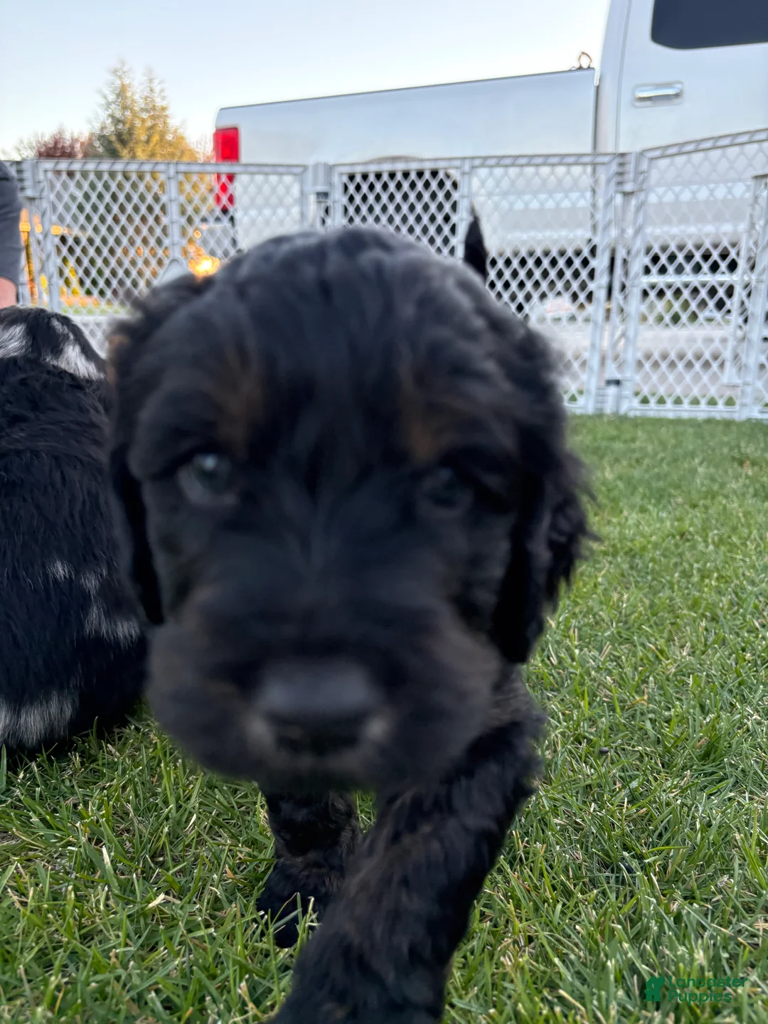Goldendoodle dogs for sale: Jet - Ad 2