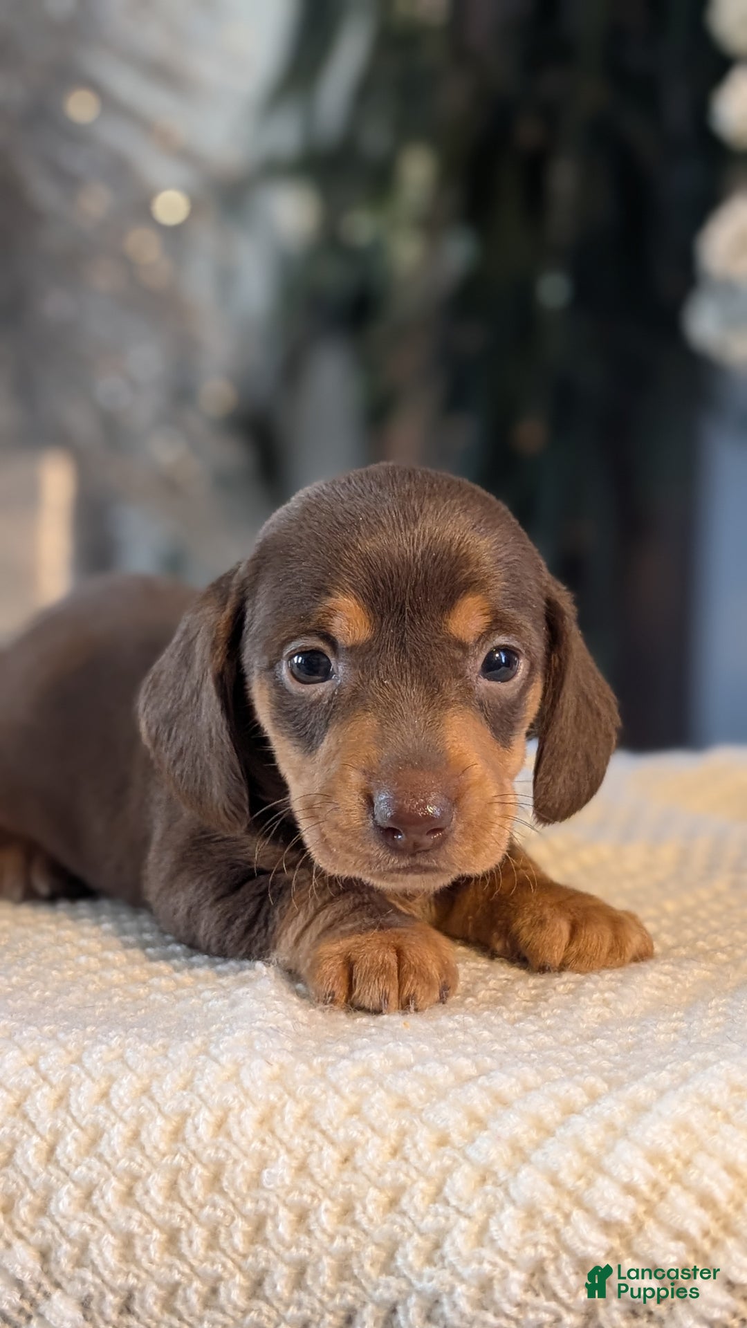 Miniature Dachshund dogs for sale: Iris - Ad 6