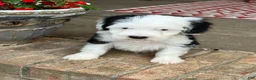 Mini Bernedoodle dogs for sale: Norris - Ad 2