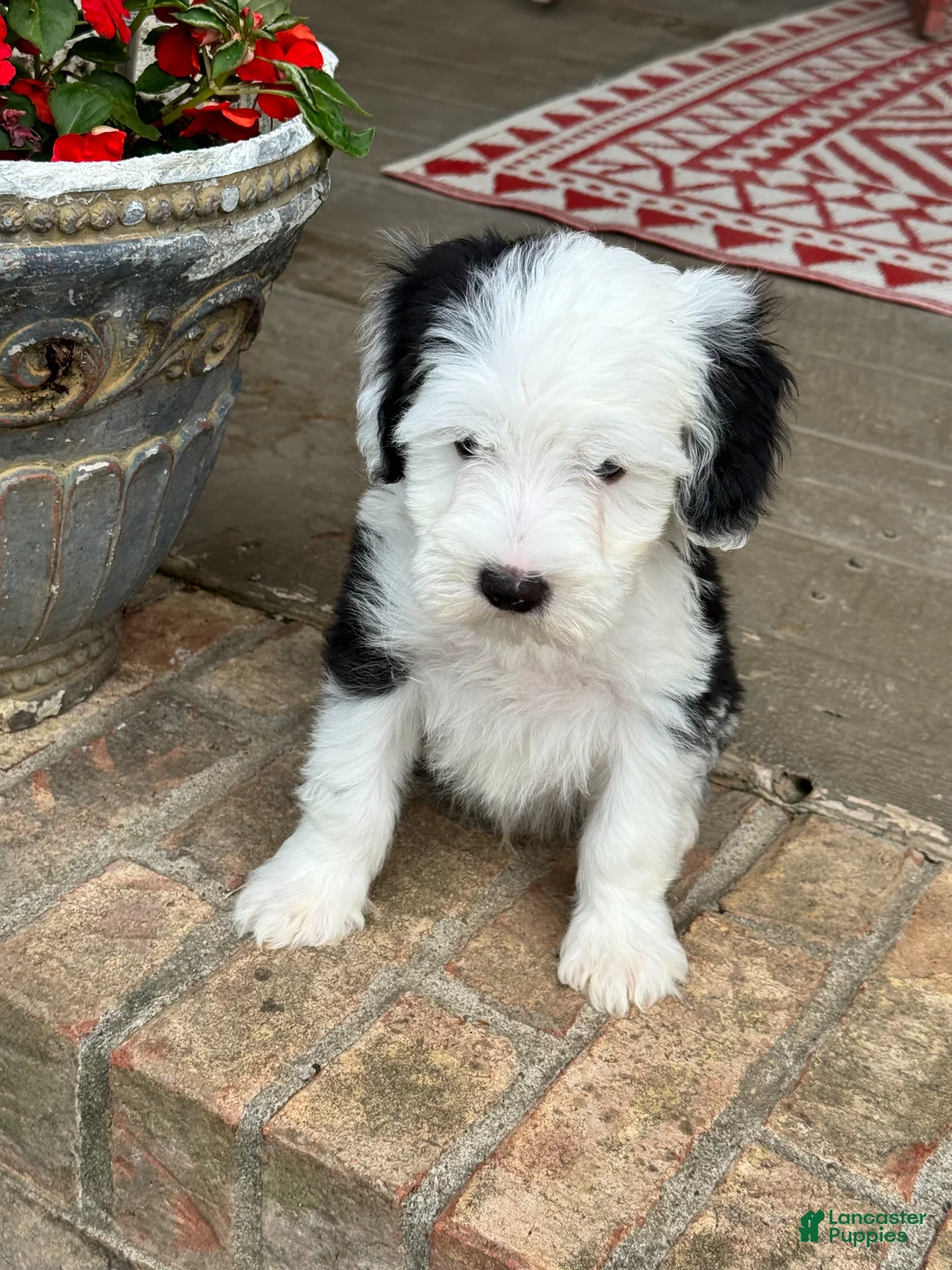 Mini Bernedoodle dogs for sale: Norris - Ad 2