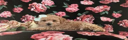 Maltipoo dogs for sale: Jasmine Hypoallergenic - Ad 4
