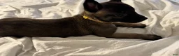 Belgian Malinois dogs for sale: Belgian Malinois 2 - Ad 7