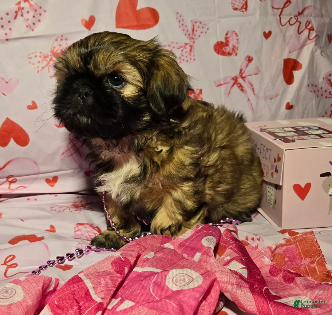 Shih Tzu dogs for sale: Dallas - Ad 19
