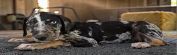 Catahoula Leopard Dog dogs for sale: Gypsie 2026 Male 3 - Ad 17
