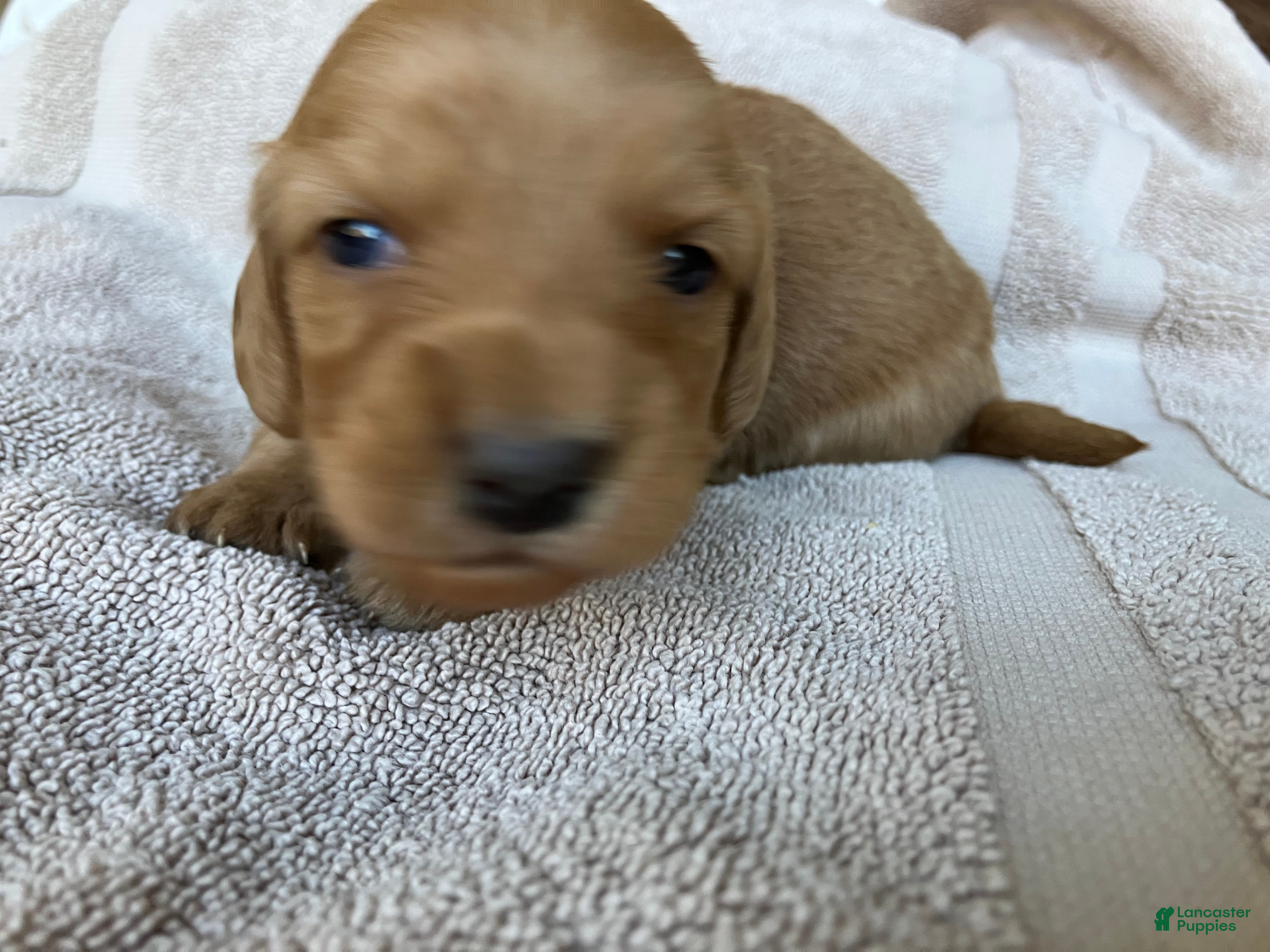 Miniature Dachshund dogs for sale: DAWWG POUND’S POCKET-SIZED QB - Ad 1