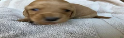 Miniature Dachshund dogs for sale: DAWWG POUND’S POCKET-SIZED QB - Ad 1
