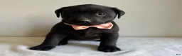 Labrador Retriever dogs for sale: Lennon - Ad 7