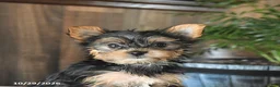 Yorkshire Terrier dogs for sale: Daisy - Ad 5