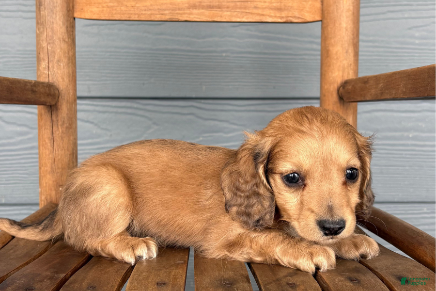 Miniature Dachshund dogs Suede - Ad 9