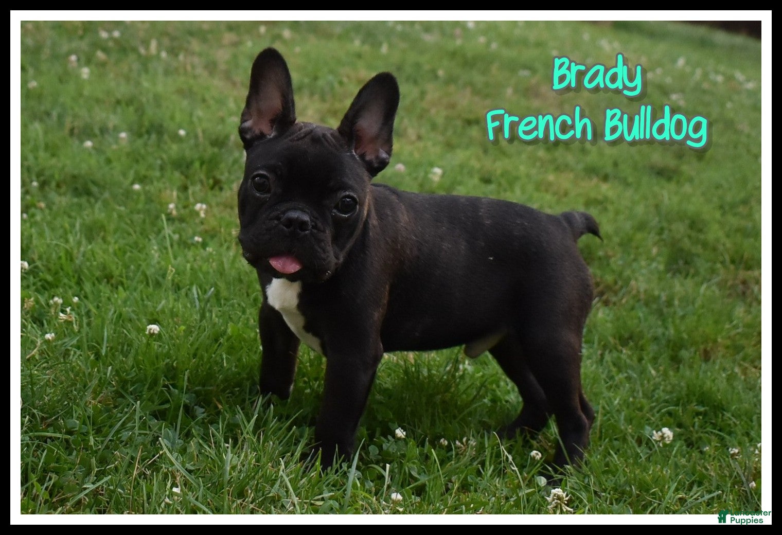 French Bulldog dogs for sale: Brady - Ad 4