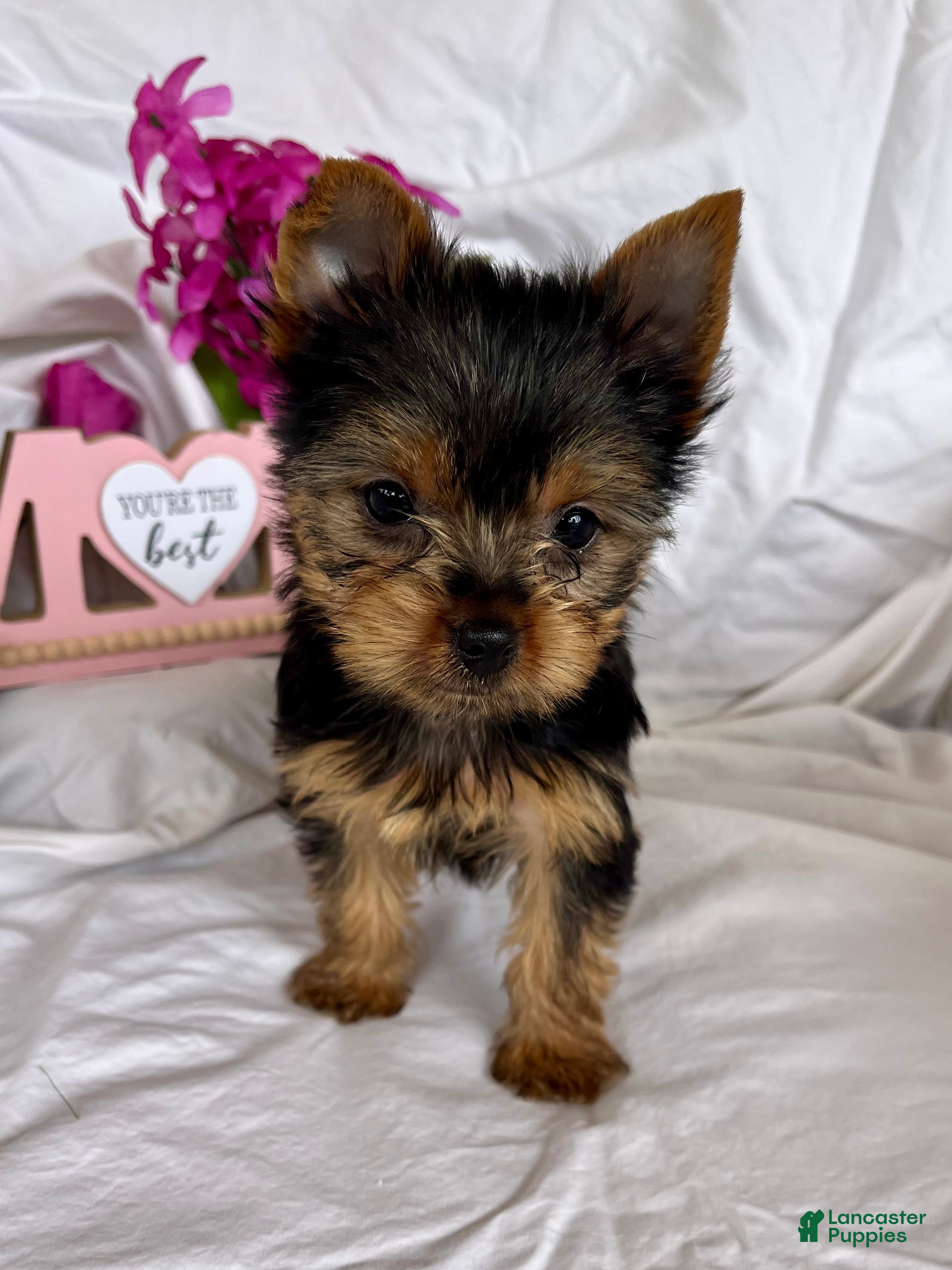 Yorkshire Terrier dogs Yorkshire Terrier Puppy 4 - Ad 2
