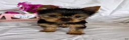 Yorkshire Terrier dogs for sale: Yorkshire Terrier Puppy 4 - Ad 2