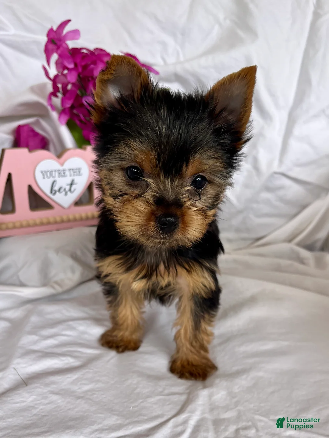 Yorkshire Terrier dogs for sale: Yorkshire Terrier Puppy 4 - Ad 2