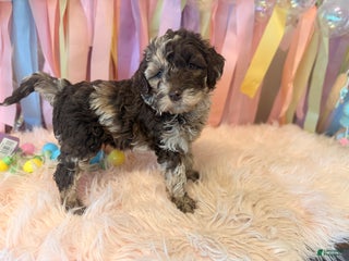 Australian Labradoodle dogs Spencer Australian Labradoodle Puppy 3 - Ad 1