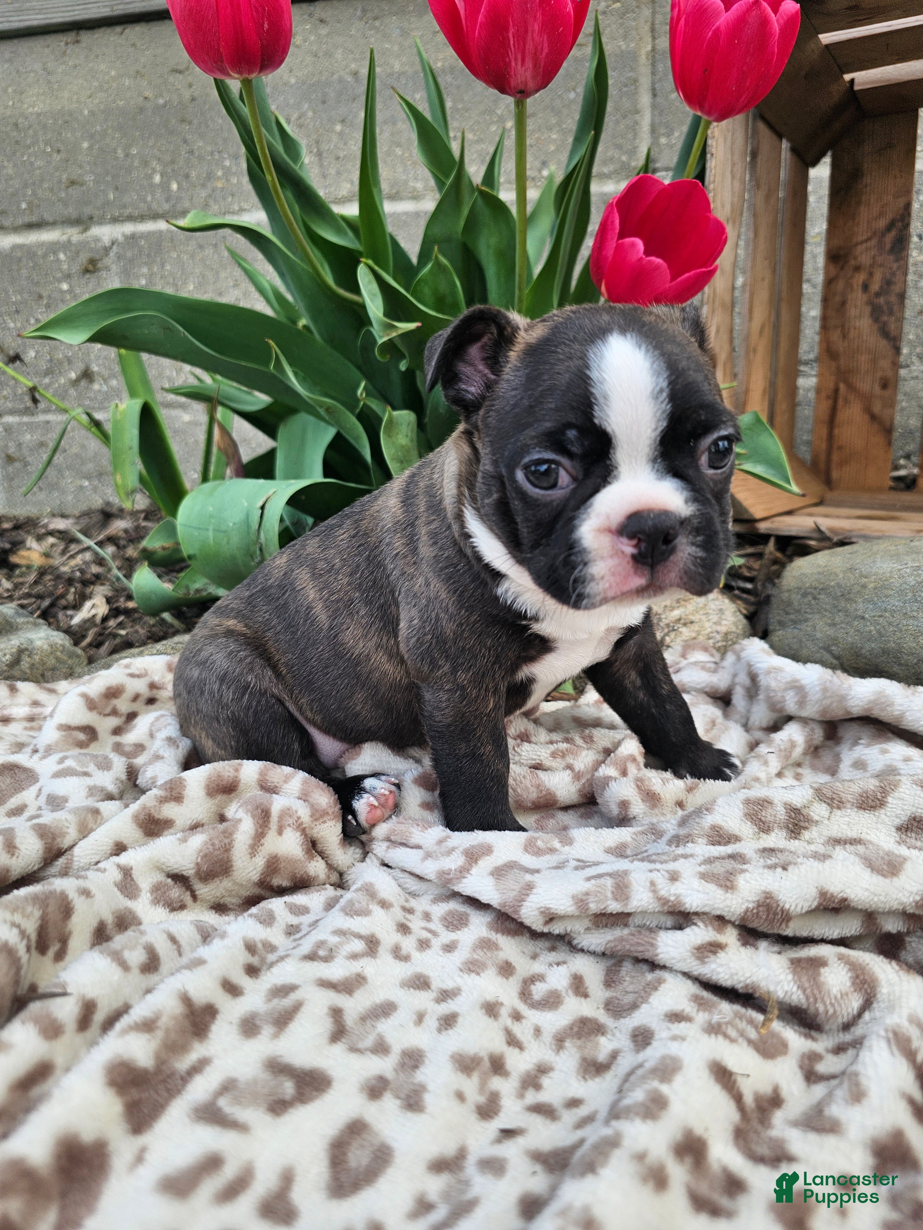 Boston Terrier dogs Rambow - Ad 2