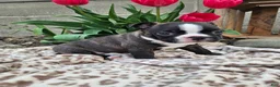 Boston Terrier dogs for sale: Rambow - Ad 2