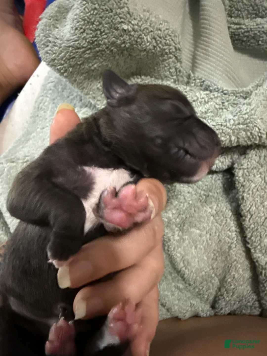 Mixed Breed dogs for sale: Aries - Ad 2
