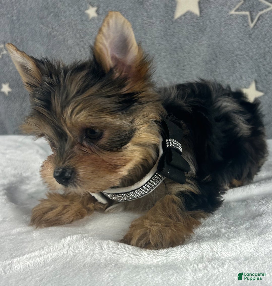 Yorkshire Terrier dogs for sale: Teddy - Ad 2