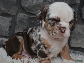 Mixed Breed dogs - Ad 6