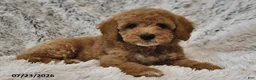 Mini Goldendoodle dogs for sale: Cappuccino - Ad 1