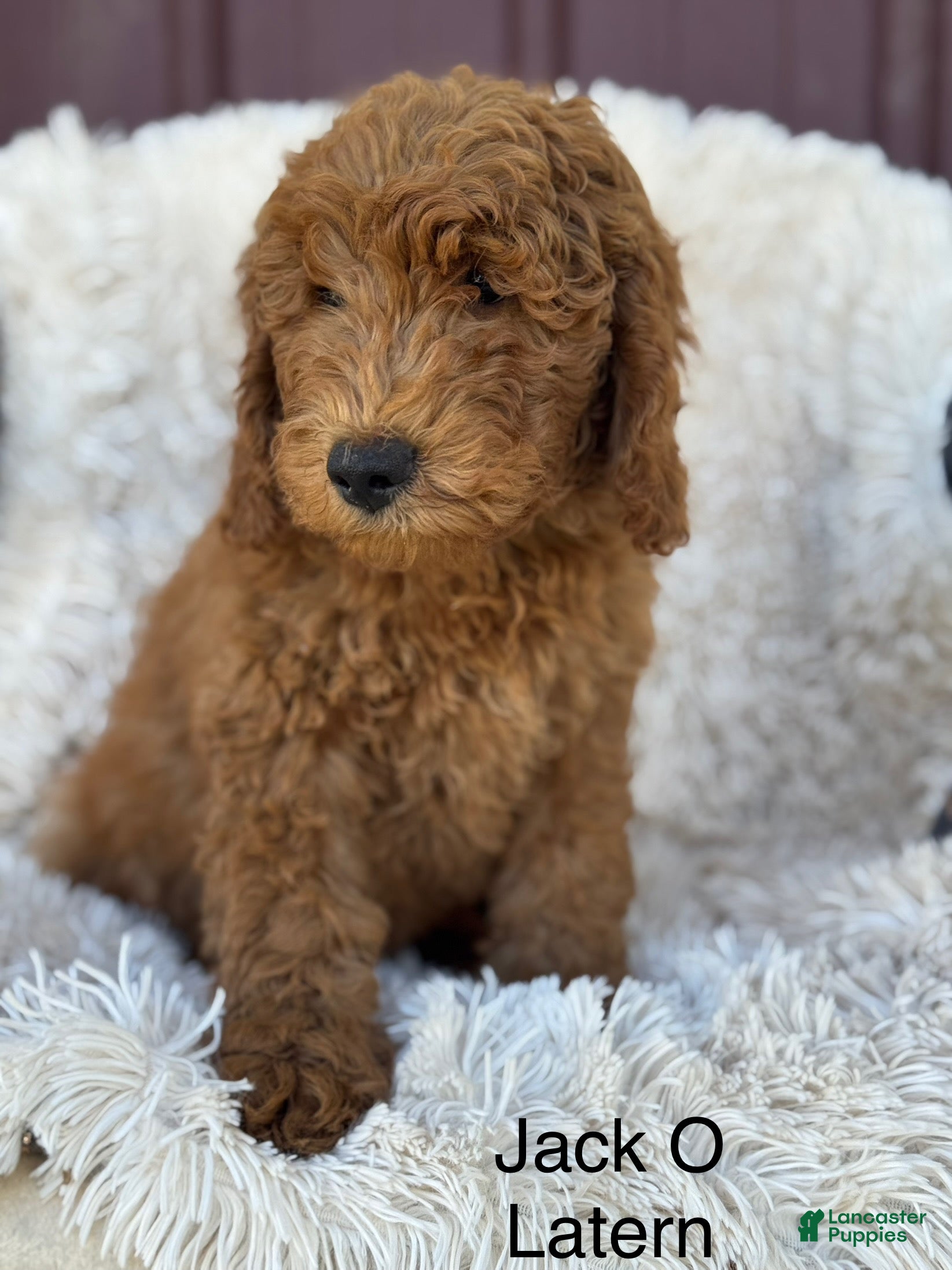 Mini Goldendoodle dogs Ginger - Ad 39