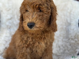 Mini Goldendoodle dogs Ginger - Ad 36