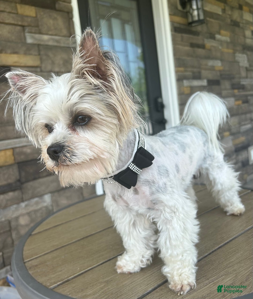 Yorkshire Terrier dogs for sale: Teddy - Ad 5