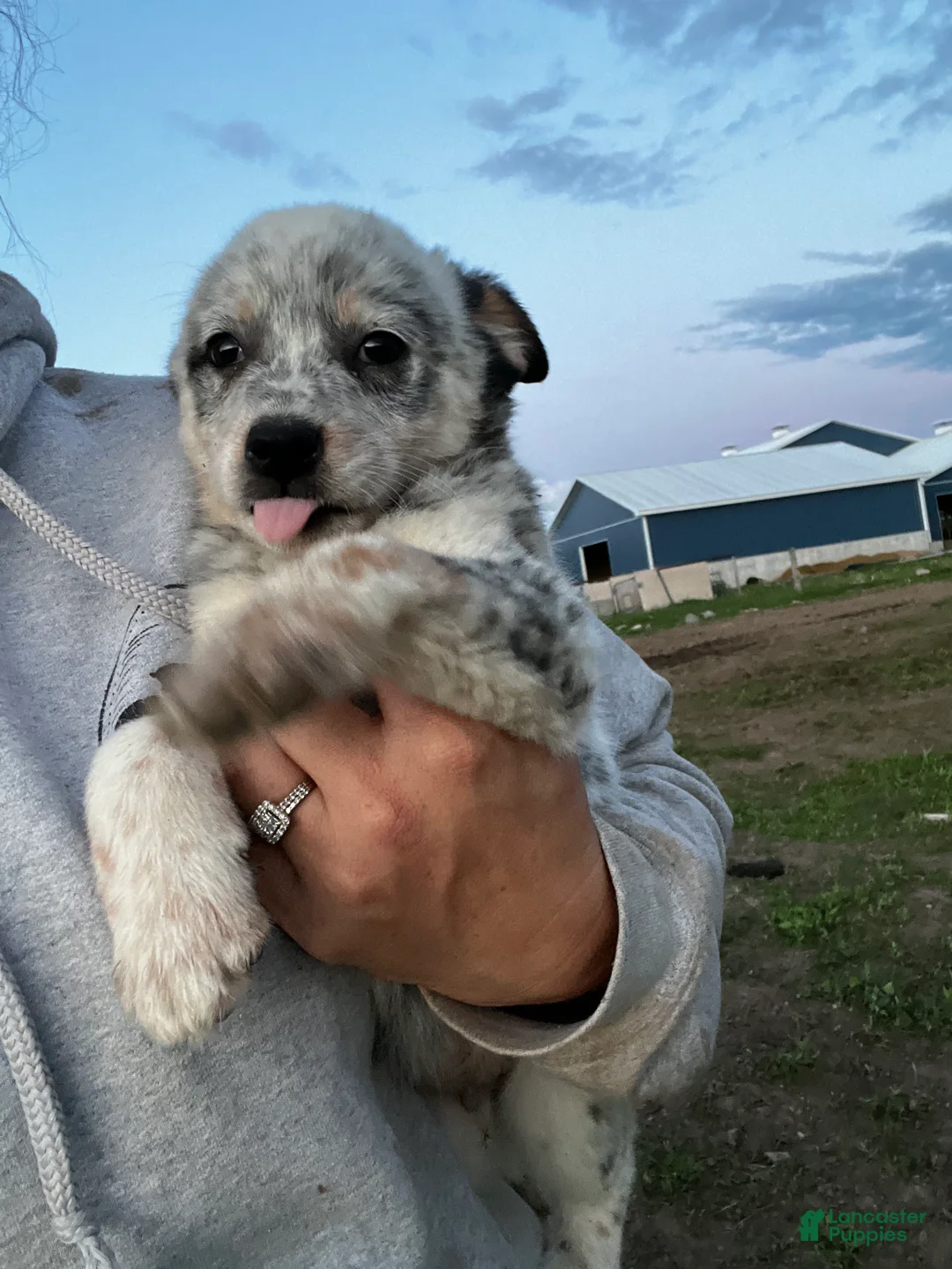Australian Cattle Dog dogs for sale: Rip - Ad 2