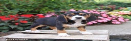 Beagle dogs for sale: Zoe - Ad 4