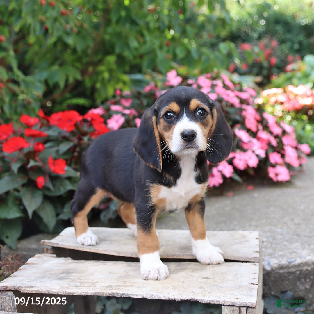 Beagle dogs for sale: Zoe - Ad 4