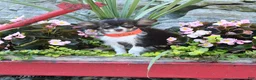 Chihuahua dogs for sale: Duke - Ad 5