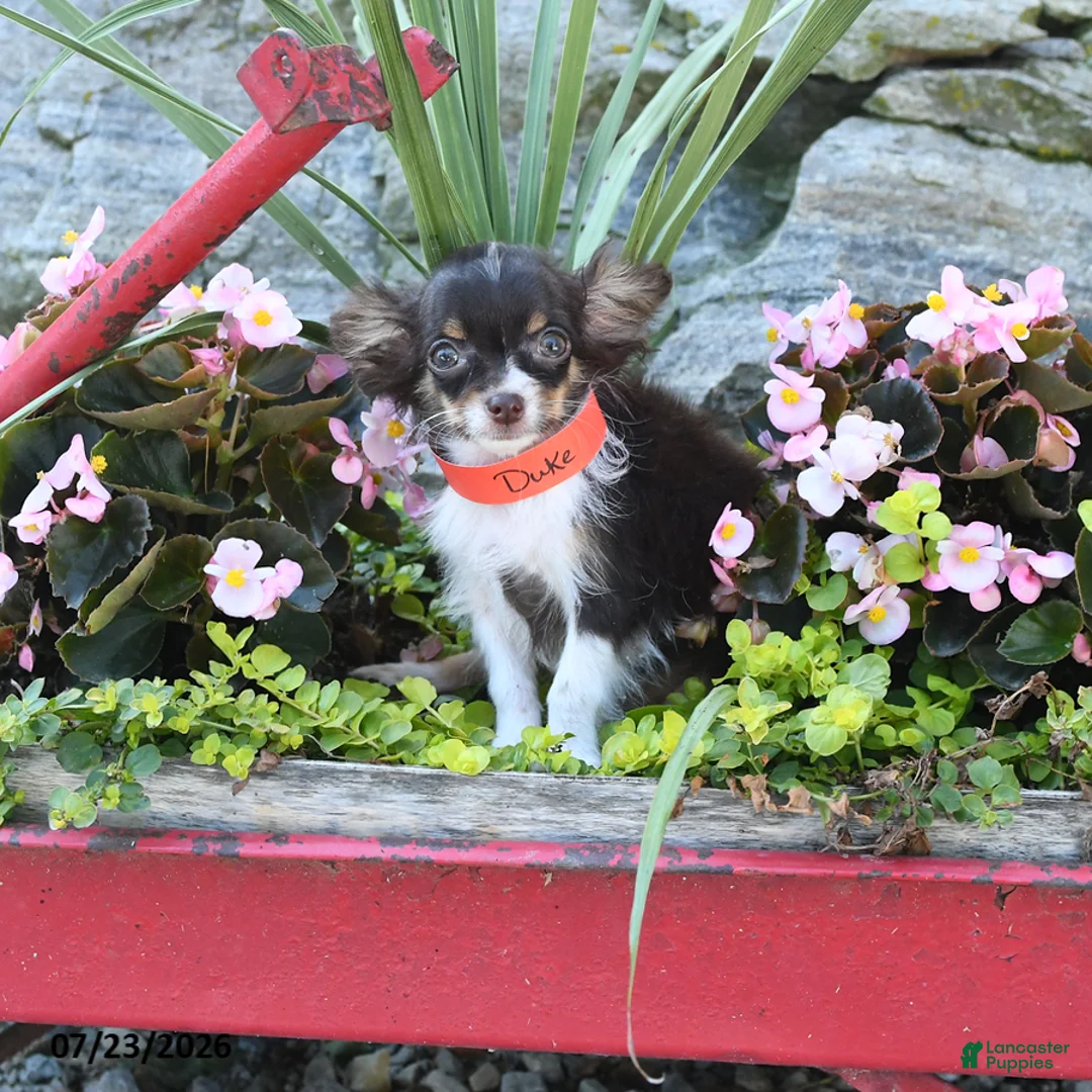 Chihuahua dogs for sale: Duke - Ad 5