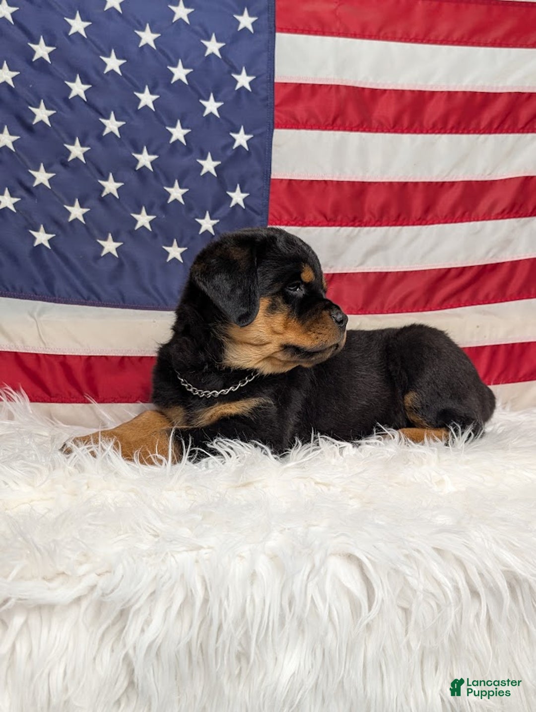 Rottweiler dogs for sale: Roxy - Ad 3