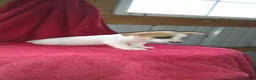Jack Russell Terrier dogs for sale: Flora - Ad 5