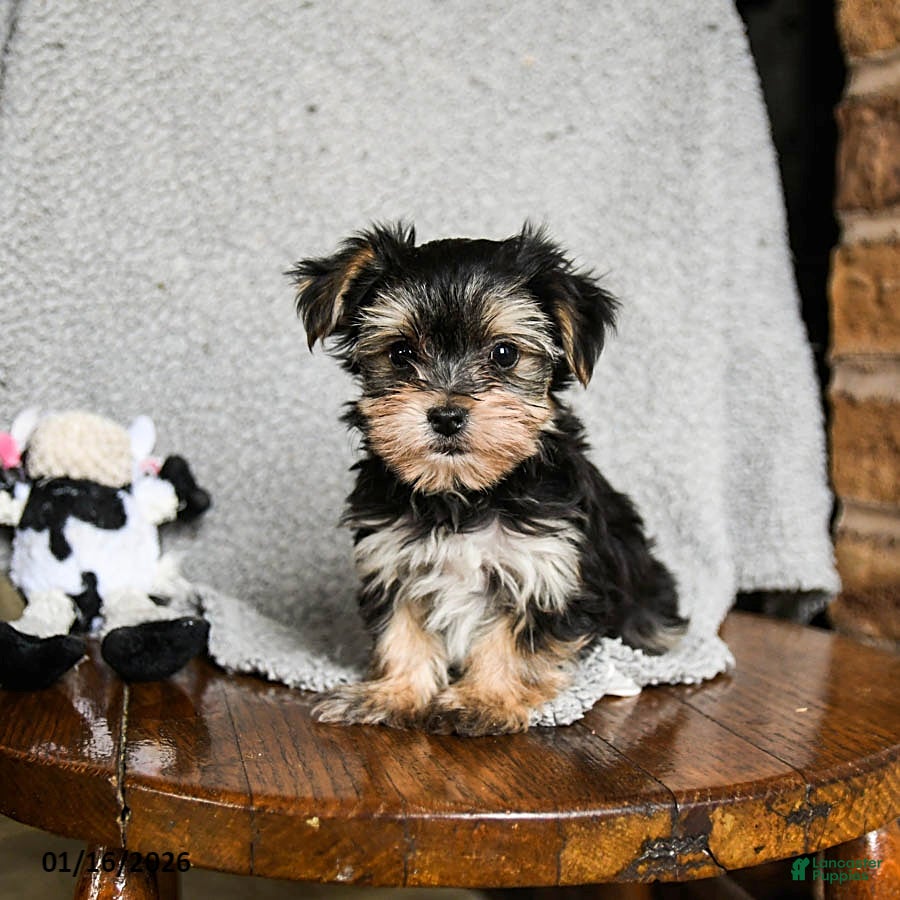 Morkie dogs Tiny - Ad 2