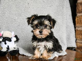Morkie dogs Tiny - Ad 2