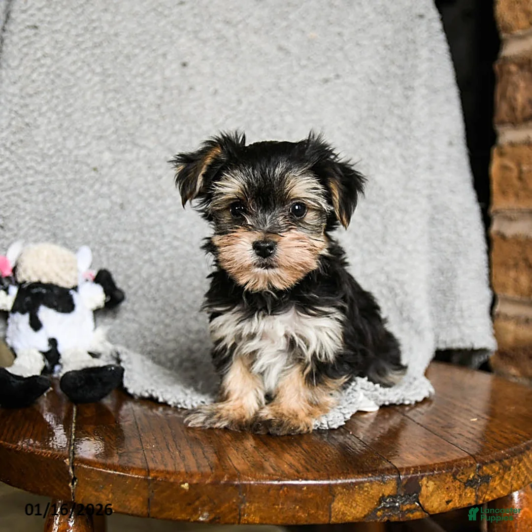 Morkie dogs for sale: Mr. Bill - Ad 6