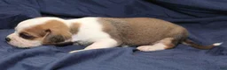 Puggle dogs for sale: Chewy - Ad 80