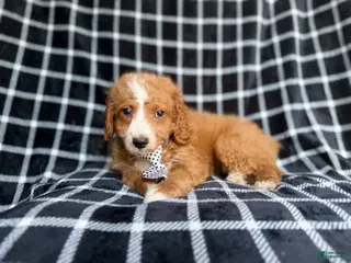 Cockapoo dogs Jett - Ad 7