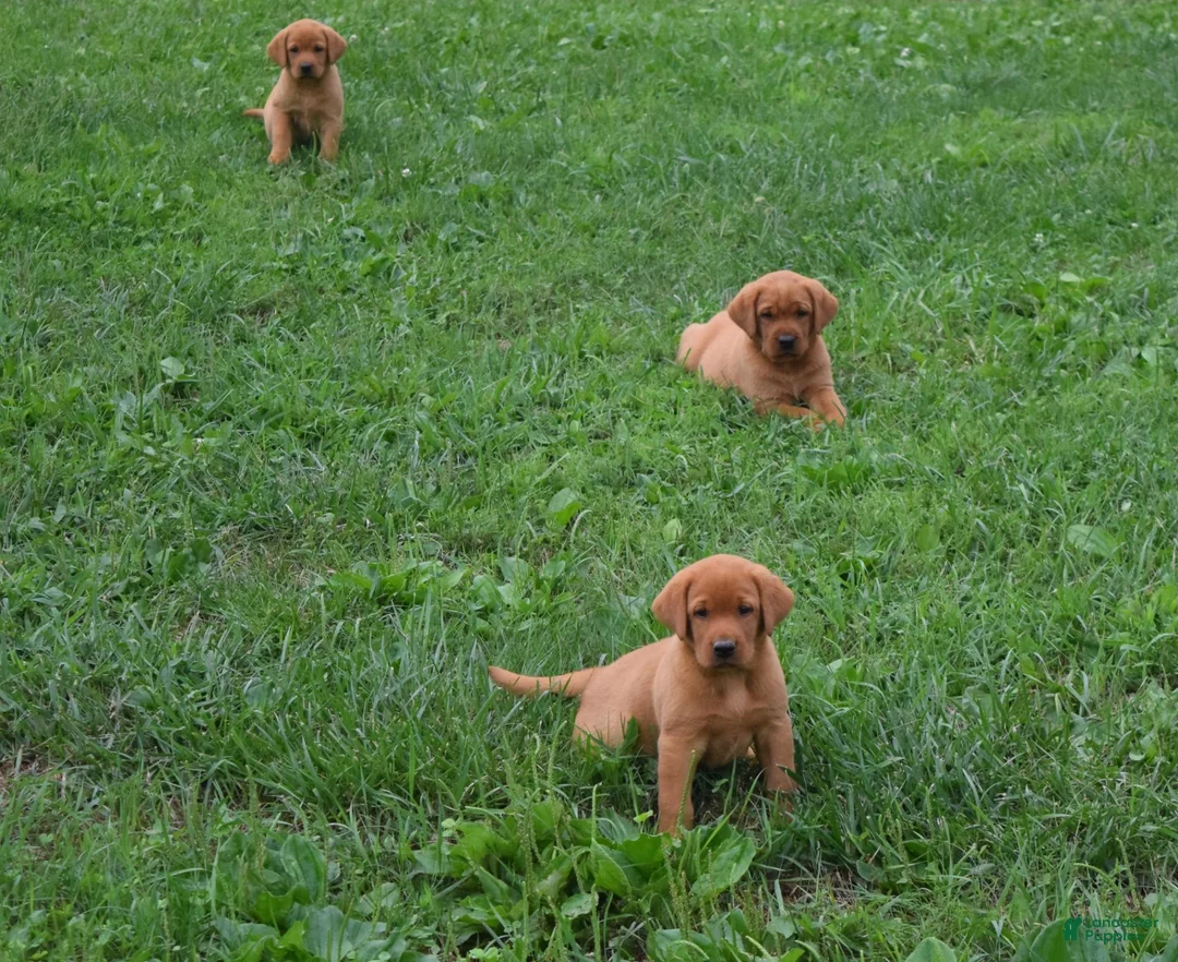 Labrador Retriever dogs for sale: Honey - Ad 2