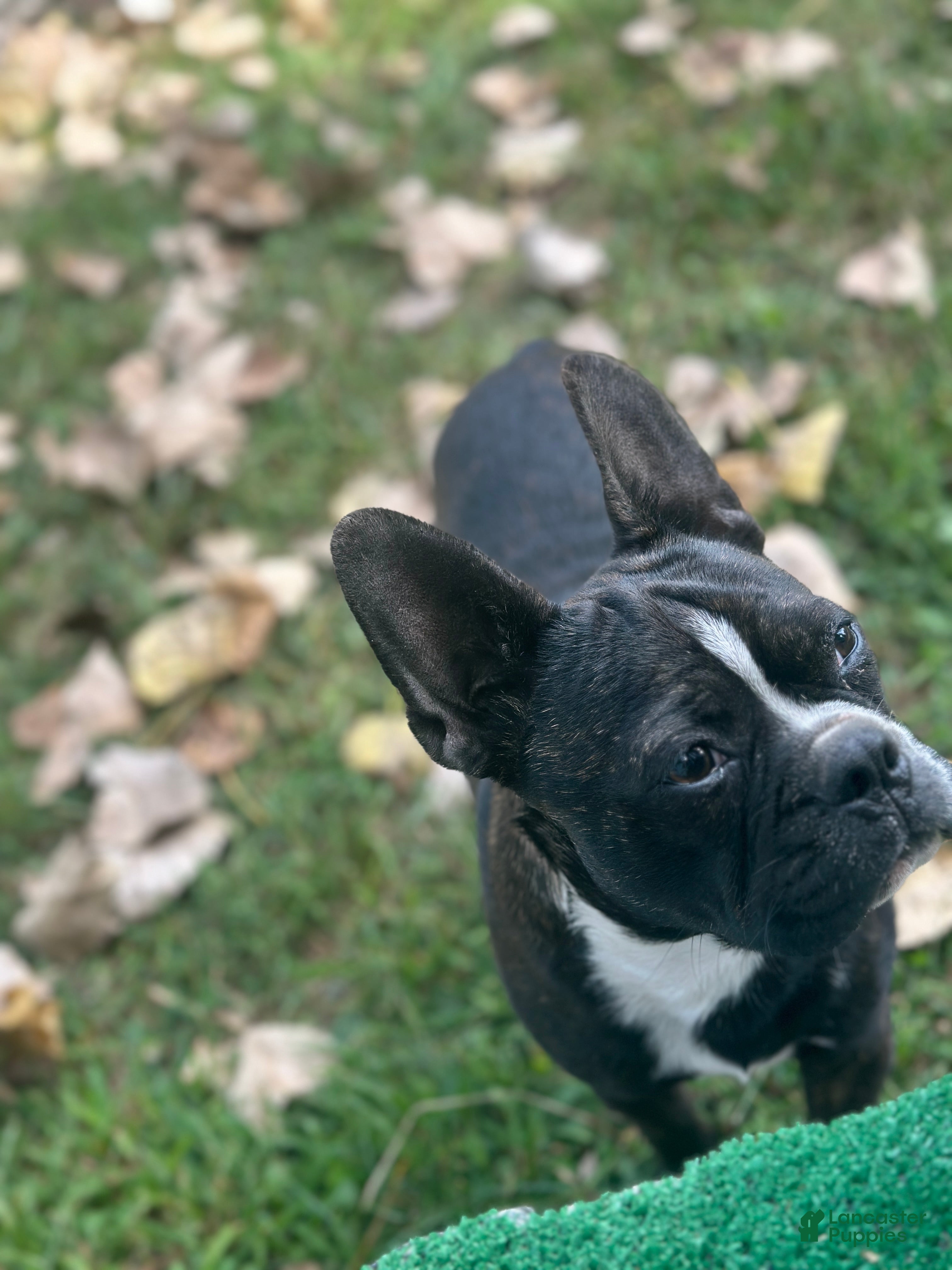 Find Frenchton Puppies for sale Lancaster Puppies